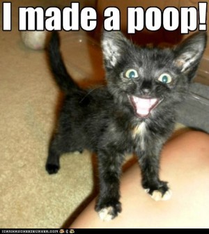 Weird Keywords -- Lolcats Poop